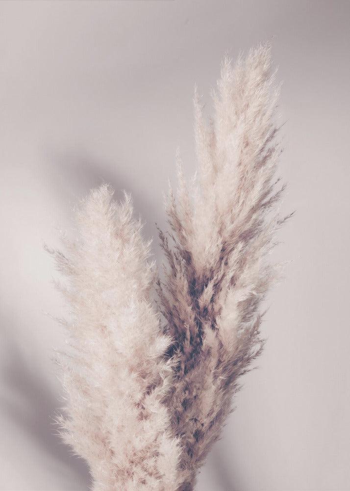 Pampas Grass | Poster