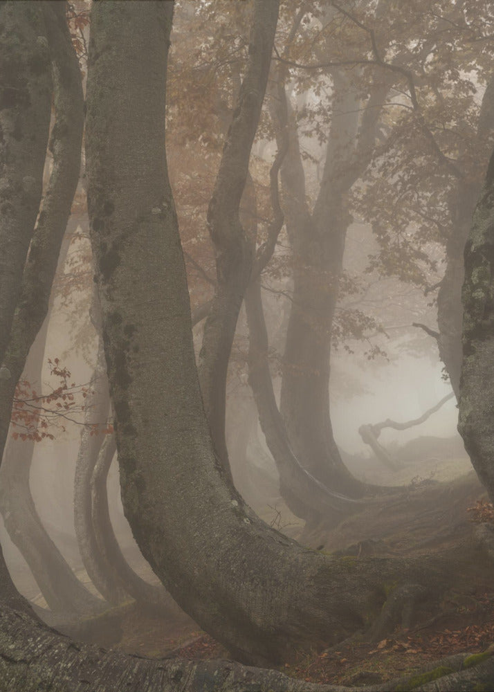 twisted beeches | Canvas