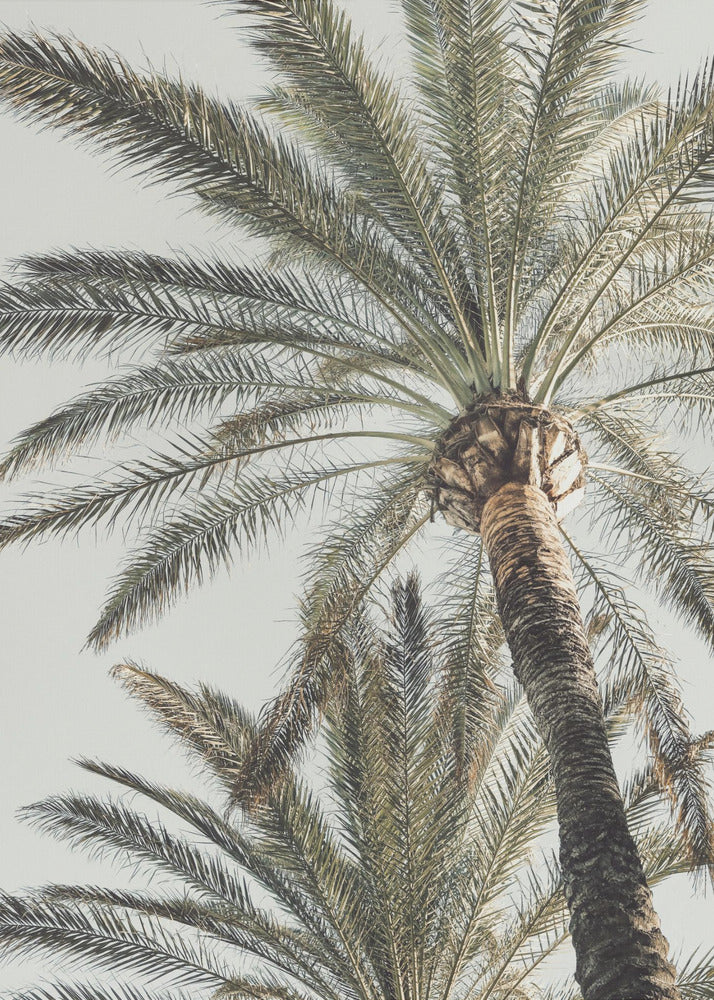 Palm_005 | Poster