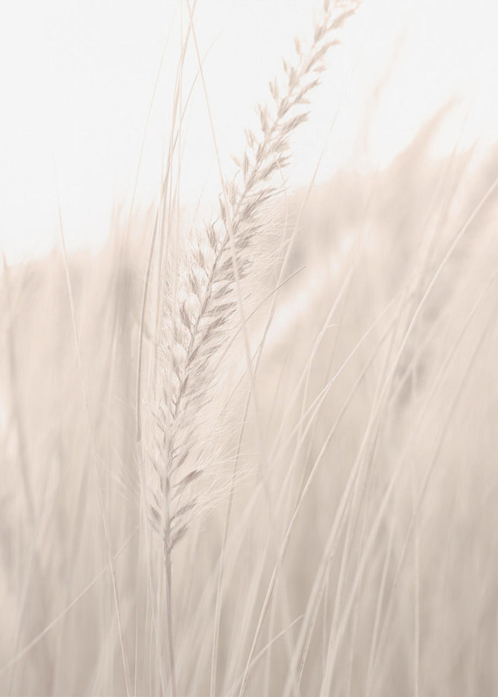Gras_001 | Leinwand-Bilder