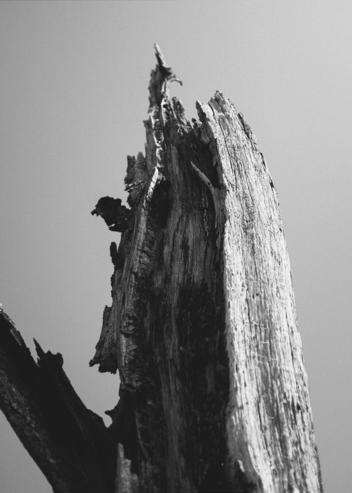 Zones humides 1 | Tableaux sur Toile