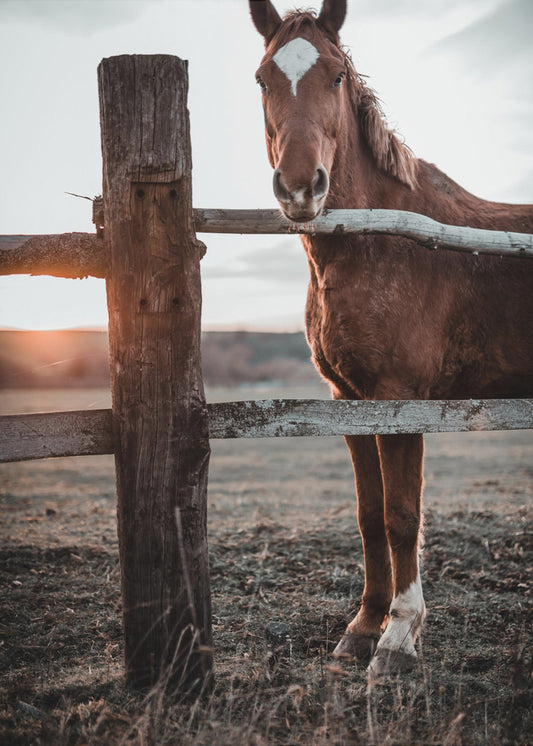 Horse Farm in Skároš, Slovakia | Canvas