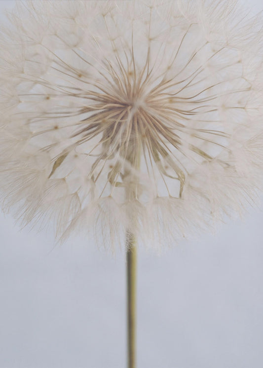 Zarte Pusteblume | Leinwand-Bilder