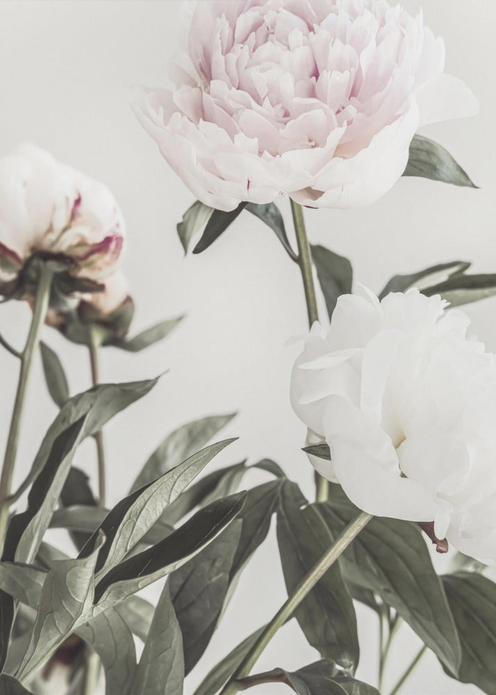 Peony 04 | Poster