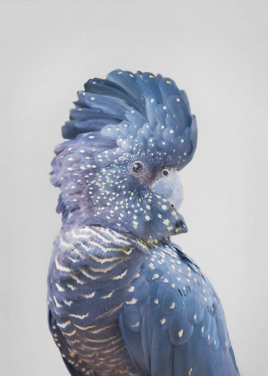 Mustakakadu | Julisteet - Taidevedokset