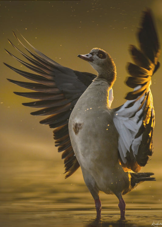 Otwarte Serce | Wydruki na łótnie