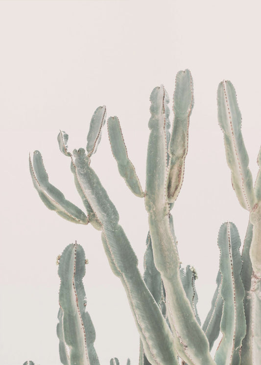 Cactus del amanecer | Impresiones en Lienzo