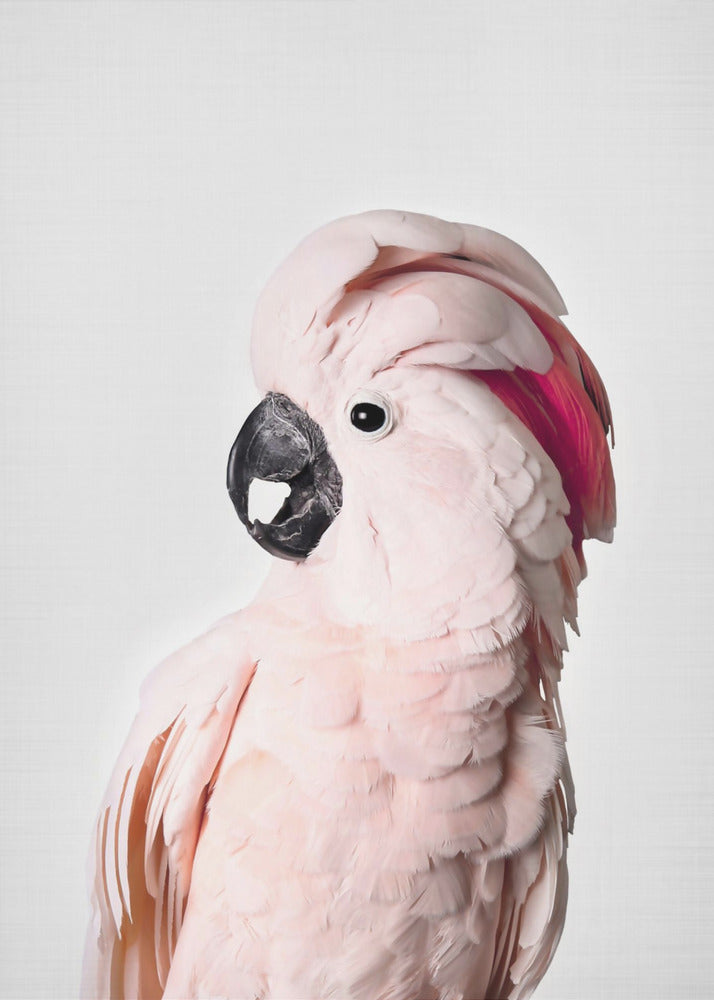 Rosa Kakadu | Poster - Kunstdruck