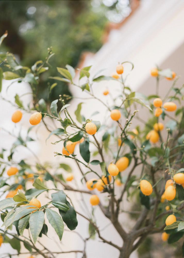 Orange Capri | Leinwand