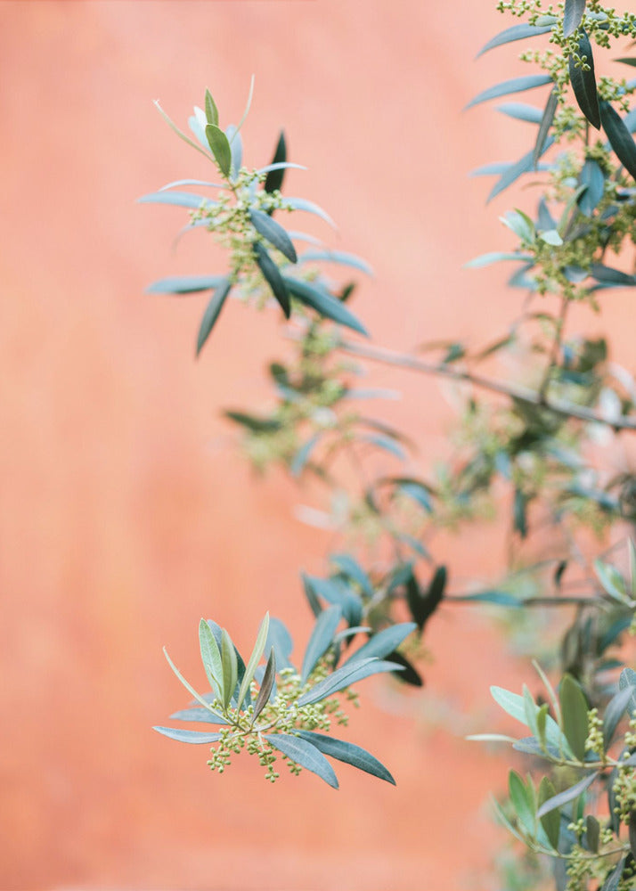 Grün und Koralle | Leinwand