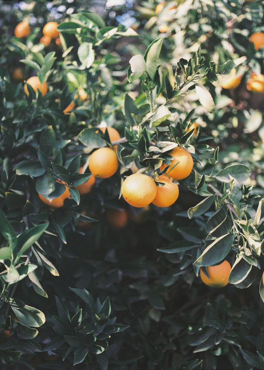 Orangen aus Marrakesch | Poster - Kunstdruck