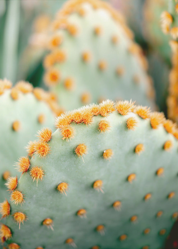 Orange und Grün II – Botanische Fotografie aus Marrakesch | Leinwand