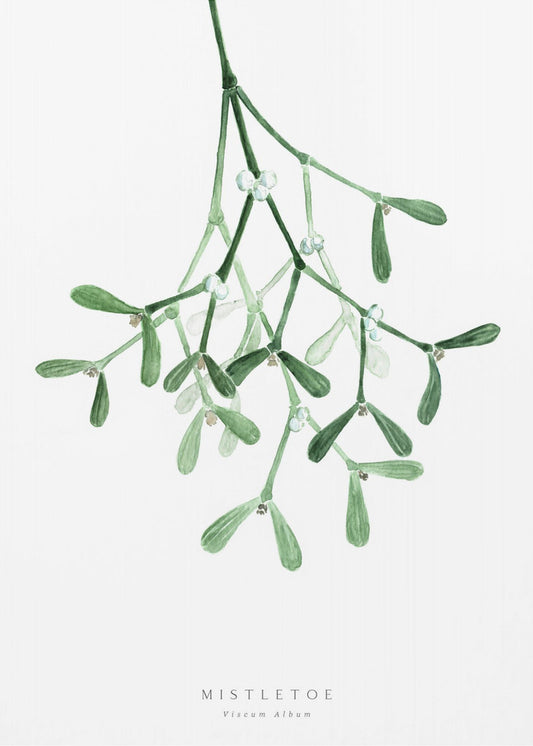 Aquarell Mistelzweig | Leinwand-Bilder
