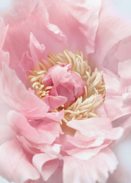 Blush peony I | Poster