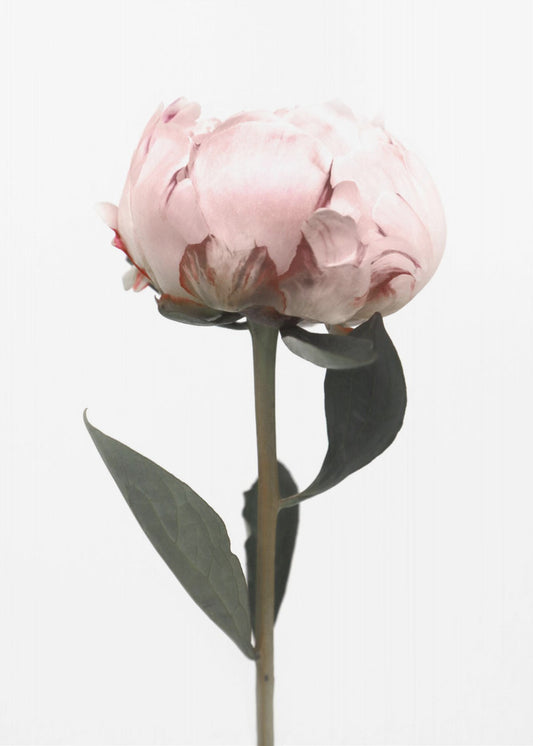 Blush peony II | Poster