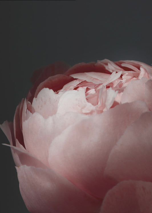 Moody blush peony II | Poster