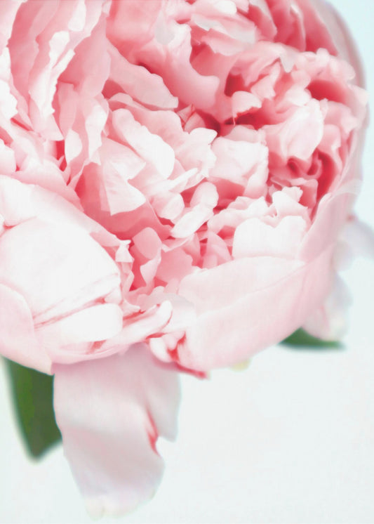 Blush peony VII | Poster