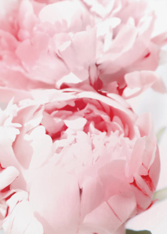 Bllush peony X | Poster