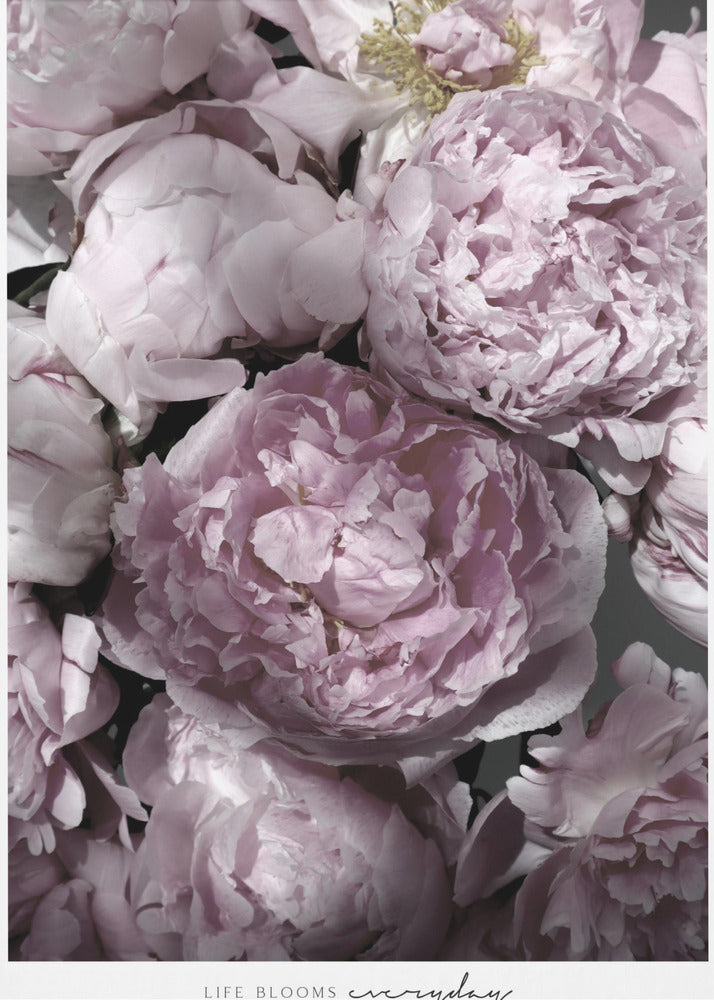 Life blooms everyday peonies | Poster