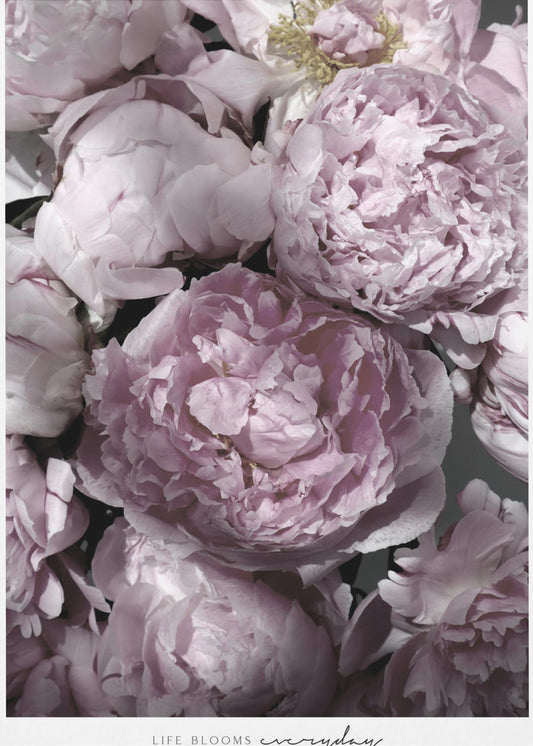 Life blooms everyday peonies | Poster