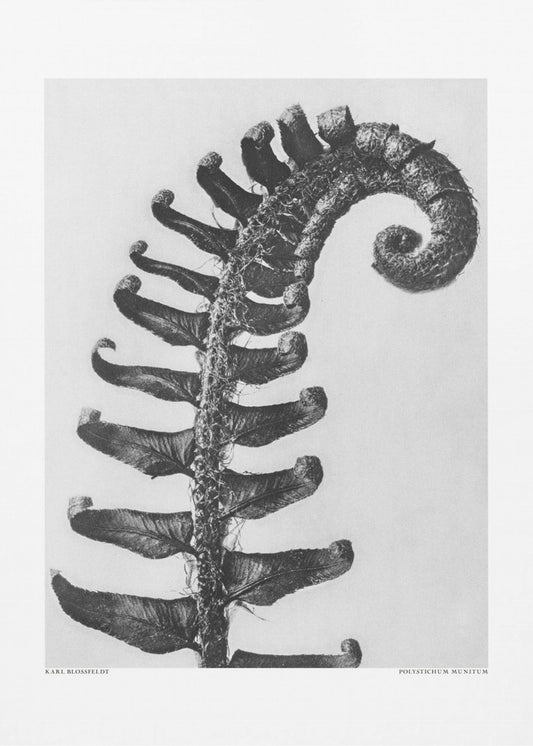 Czerwonokwiat pospolity Wydruki na łótnie