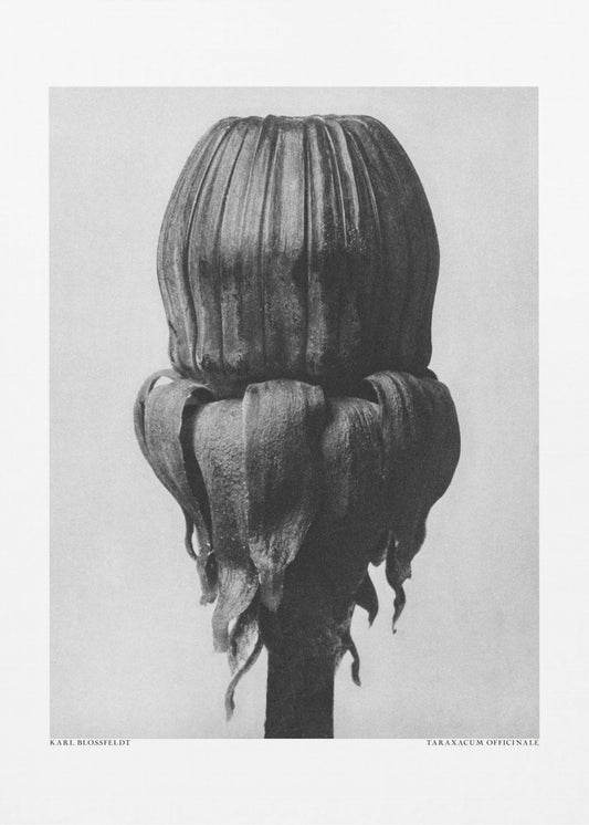 Mniszek lekarski Wydruki na łótnie