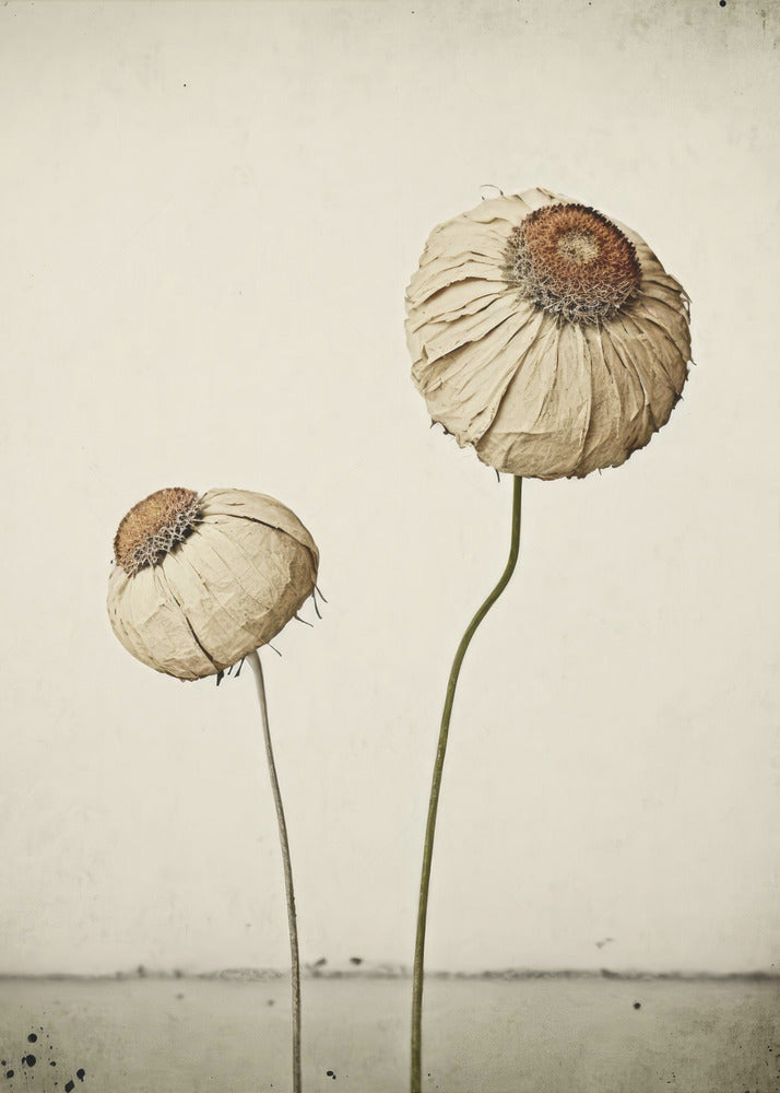 Ewige Blume | Leinwand-Bilder