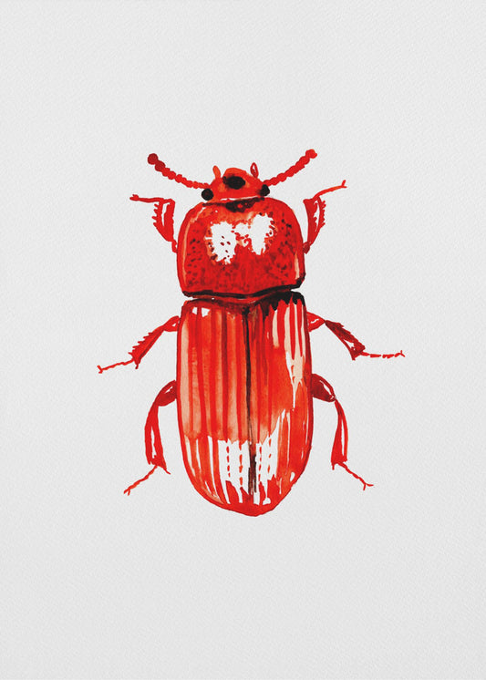 Uloma culinaris | Poster