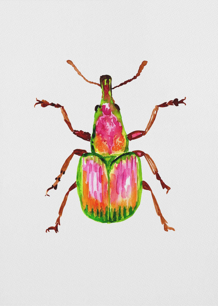Apricot weevil or Epirhynchites auratus | Poster