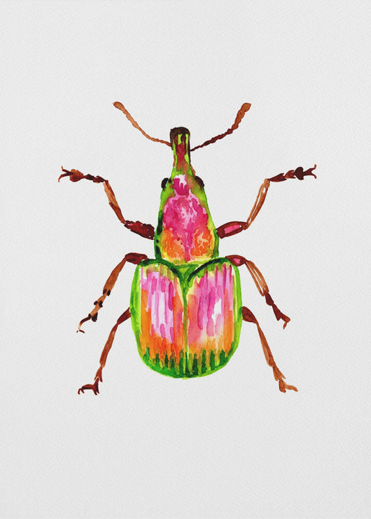 Apricot weevil or Epirhynchites auratus | Poster