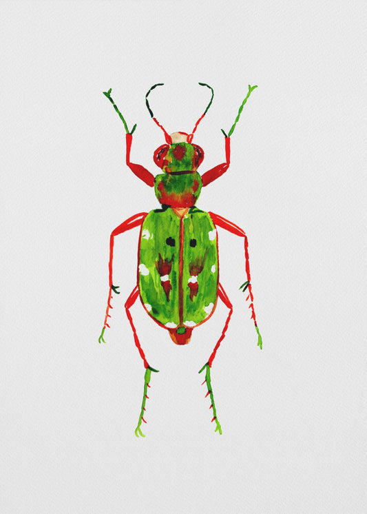 Green tiger beetle or Cicindela campestris | Poster