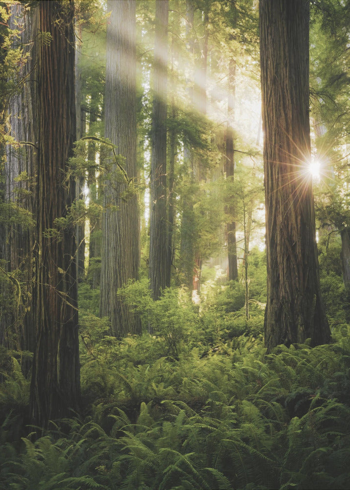 Las Wróżek | Wydruki na łótnie