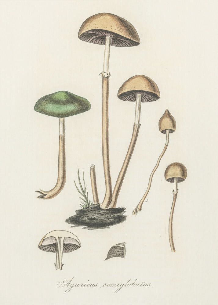 Agaricus Semiglobatus | Canvastaulut