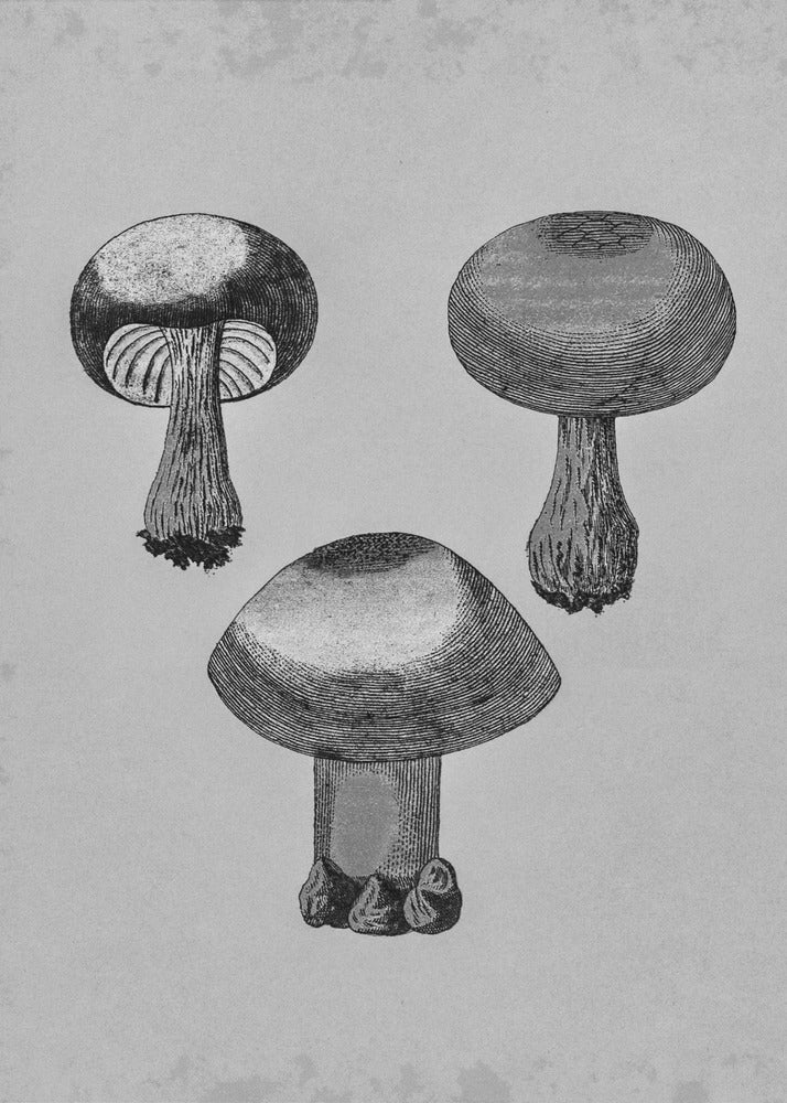 Grzybek fioletowy | Wydruki na łótnie