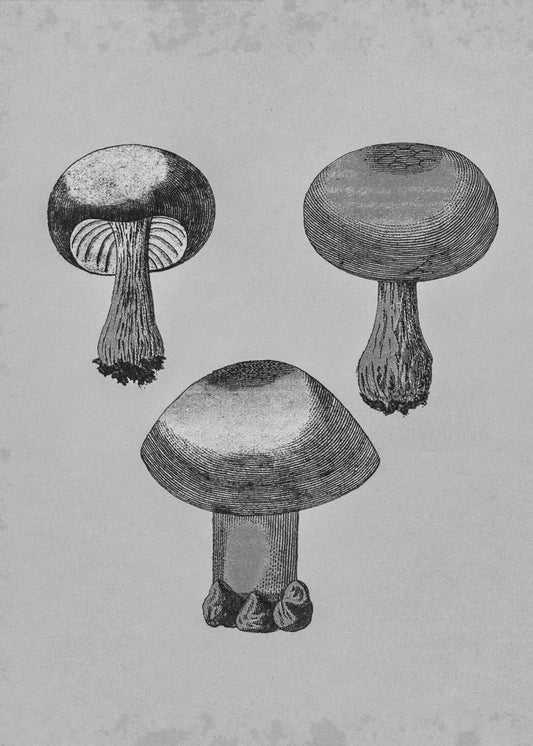 Violetti verkkoseitikkö | Canvastaulut