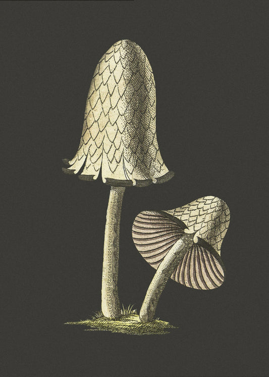 Hongo comestible con tapa de tinta vintage, fondo negro | Impresiones en Lienzo