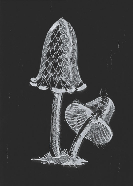 Hongo comestible con tapa de tinta vintage, blanco oscuro | Impresiones en Lienzo