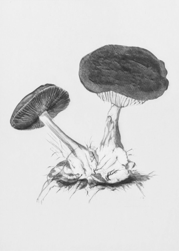 Vintage Violet Webcap Mushroom Jasny BW | Wydruki na łótnie
