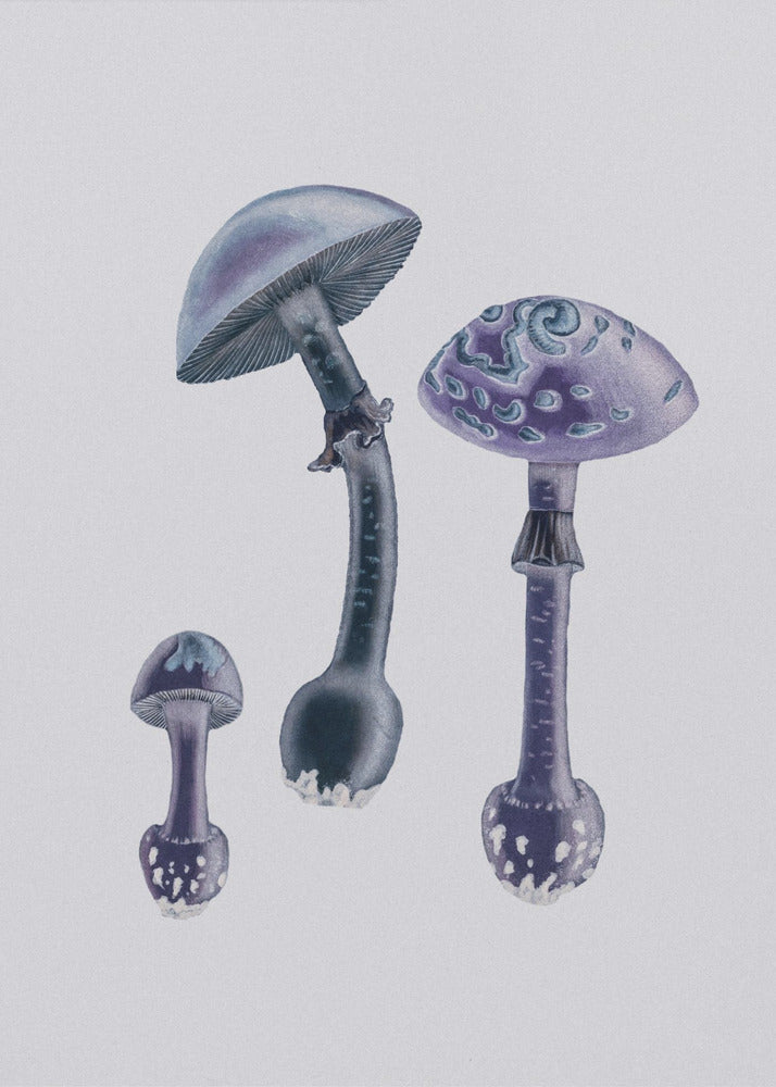 Punakärpässieni (Amanita Muscaria) Valkoinen tausta violetti | Canvastaulut