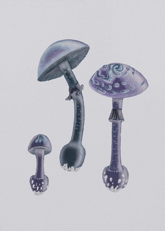 Punakärpässieni (Amanita Muscaria) Valkoinen tausta violetti | Canvastaulut