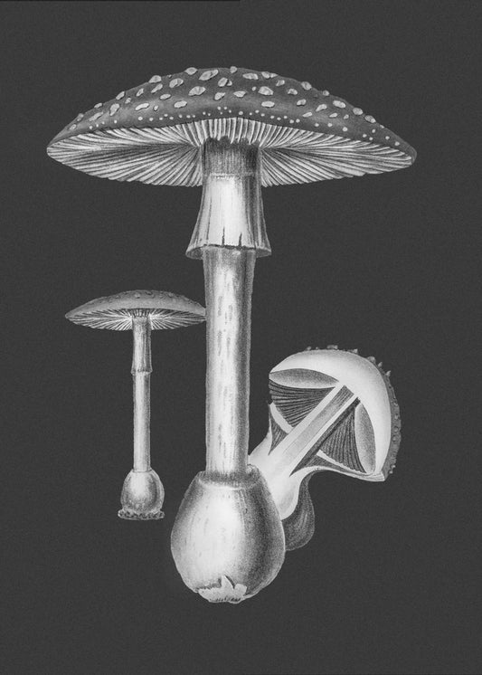Amanita Muscaria Fondo Oscuro BW | Impresiones en Lienzo