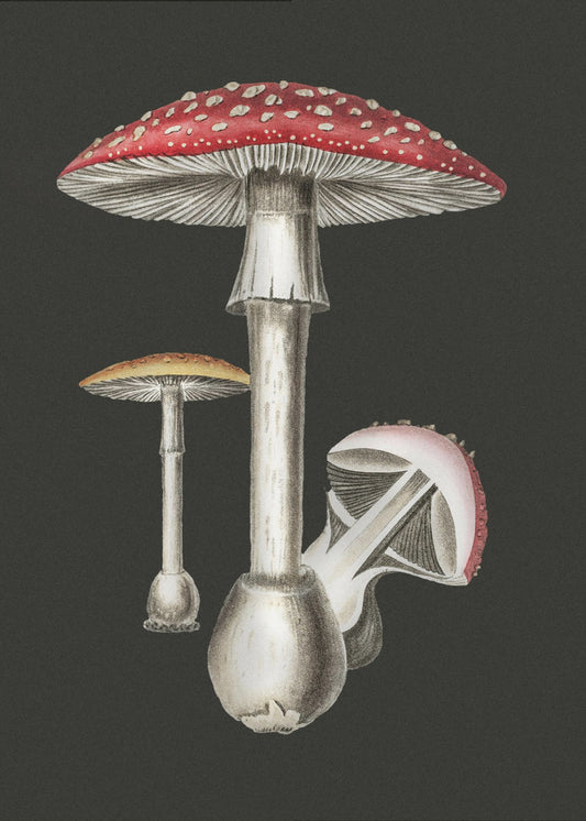 Amanita Muscaria Fondo Oscuro | Impresiones en Lienzo