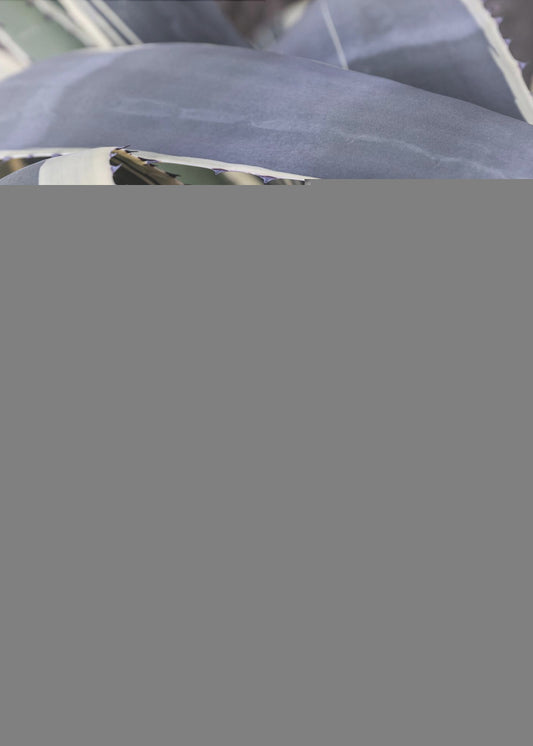 Agave Whorls | Canvas