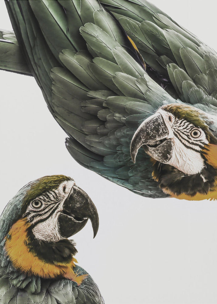 Amazonien | Poster