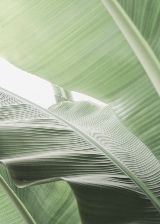 Leafy Serenity | Canvas