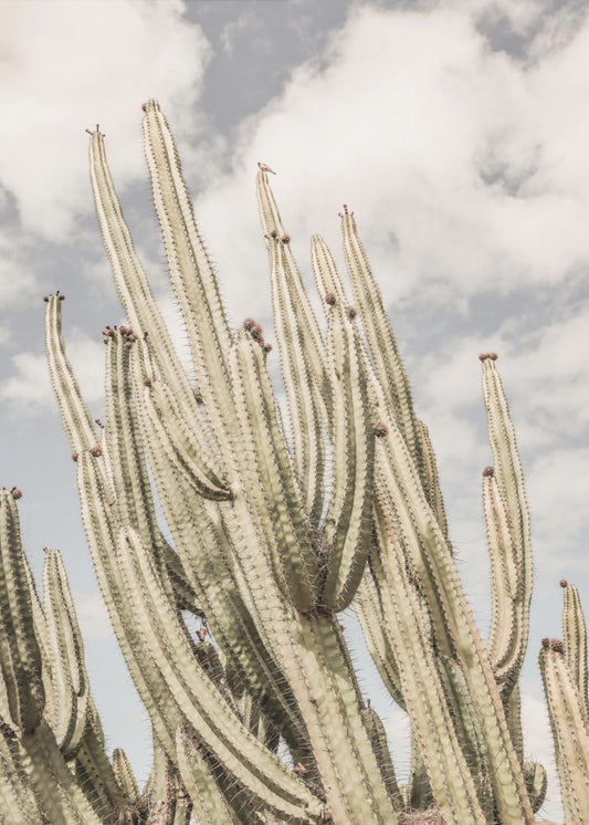 Wüstenkathedrale | Poster