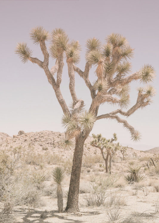Joshua Tree | Poster