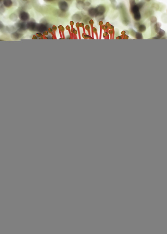 Radiant Blossom | Canvas