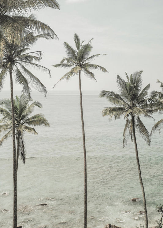 Tropiske drømme | Lærredsbilleder