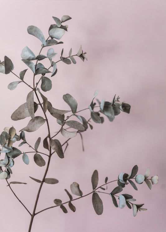 Eukalyptus 12 | Poster